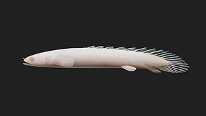 Bichir 3D model