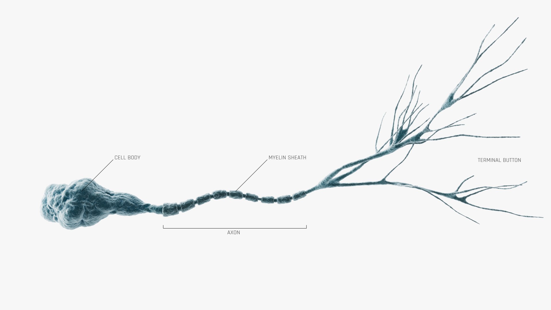 modelo 3d Neurona unipolar - TurboSquid 2235467