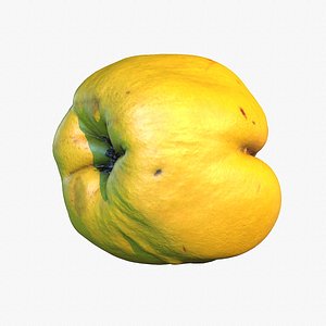 Quince fruit 06 high-poly 3D model 3D model