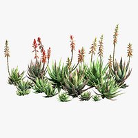 Aloes Crosbys Prolific