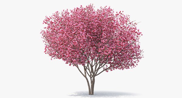 modelo 3d Árbol de tulipán magnolia - TurboSquid 1410139