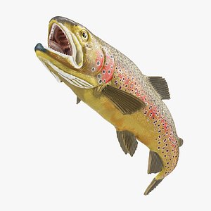 Swimming Salmonid Brown Trout model