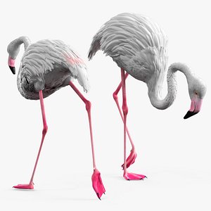 Albino Flamingo Bird White Rigged for Maya model