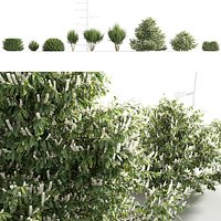 Prunus laurocerasus - Cherry Laurel 3D model