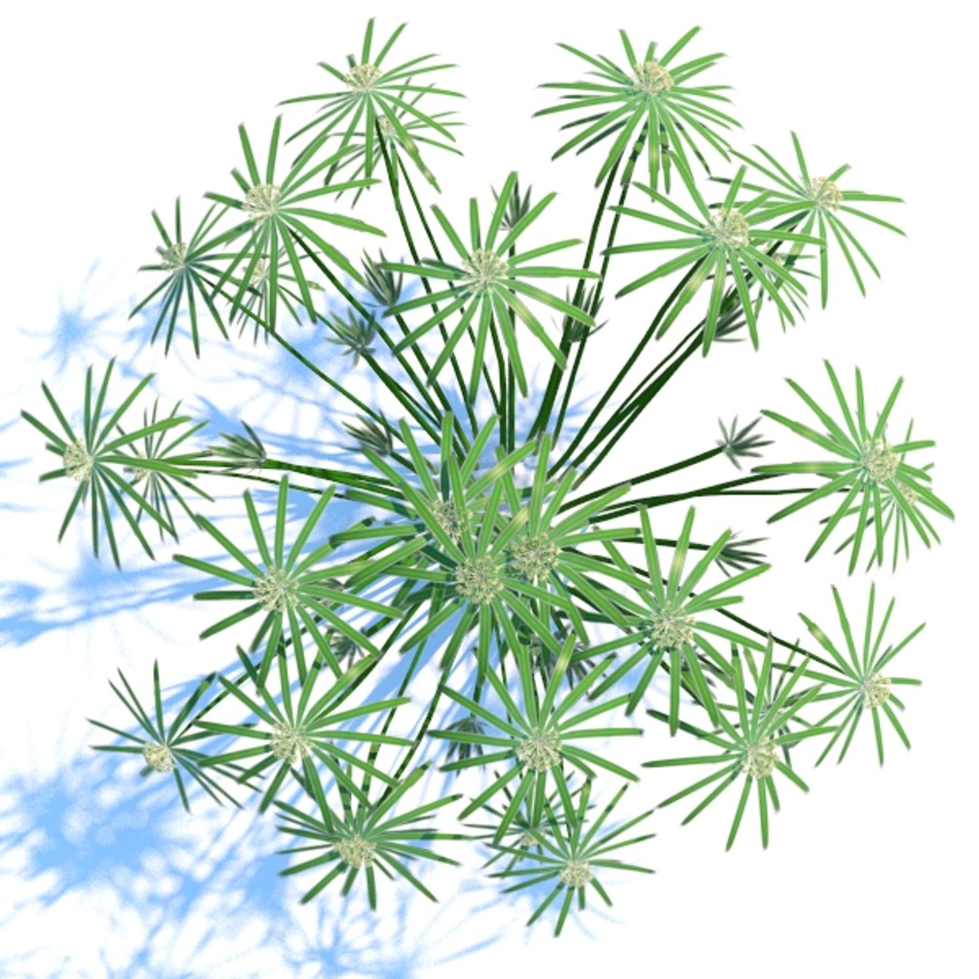 cyperus alternifolius plant 3d model https://p.turbosquid.com/ts-thumb/7p/qeTJIO/G7K4C9Rn/cyal_pic3/jpg/1366934517/1920x1080/fit_q87/08eb8b0cb443acb907df9369fbf56325f51df83f/cyal_pic3.jpg