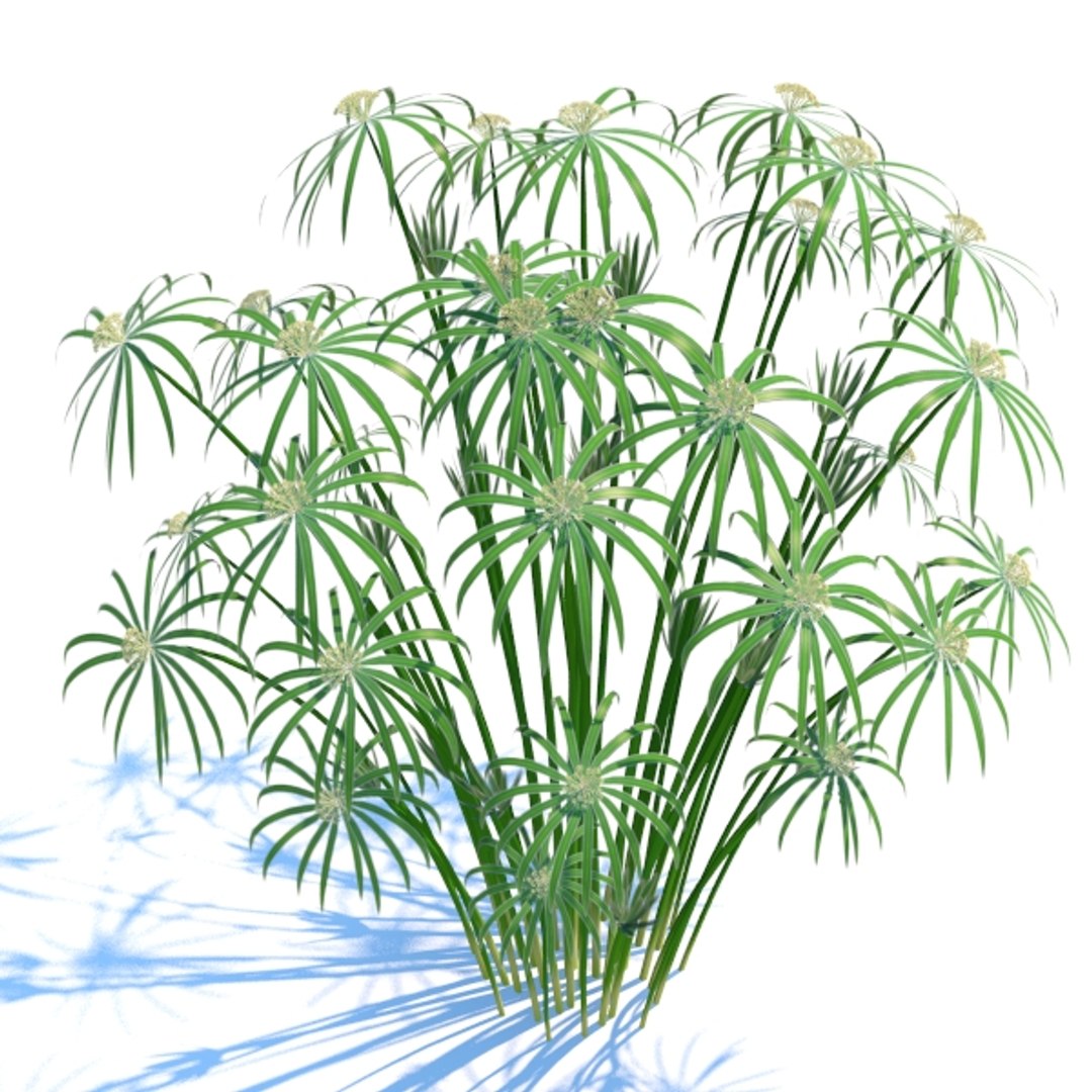 cyperus alternifolius plant 3d model https://p.turbosquid.com/ts-thumb/7p/qeTJIO/j4HnkUPy/cyal_pic2/jpg/1366934517/1920x1080/fit_q87/40b535b40a247302510d6f2f0a69edfeded3166d/cyal_pic2.jpg