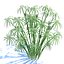 Cyperus alternifolius