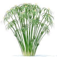 Cyperus alternifolius