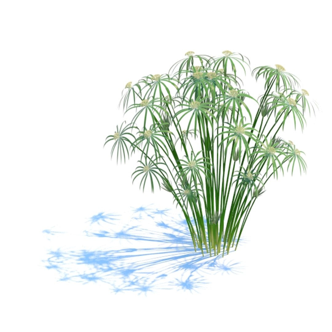 cyperus alternifolius plant 3d model https://p.turbosquid.com/ts-thumb/7p/qeTJIO/tlsxzn8D/cyal_pic4/jpg/1366934517/1920x1080/fit_q87/3a12b4b0fb0b2c97a5c4f823c7c147cc628a26f5/cyal_pic4.jpg