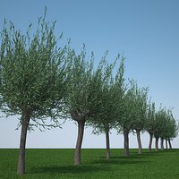 salix pollard pack