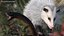 Opossum Hunts Snake Fur 3D model