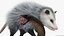 Opossum Hunts Snake Fur 3D model