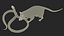 Opossum Hunts Snake Fur 3D model