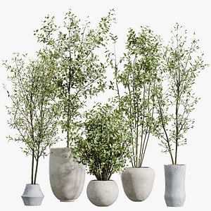 3D AV Indoor plants set 213 Beech Olea Europaea Olive Eucalyptu Joyplants Mini Fig