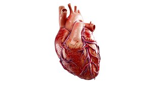 3D model High Quality 3d model of Heart with Veins and arterias Low-poly 3D model