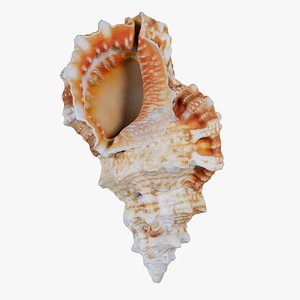 Muricidae Mollusk Sea Shell Remastered