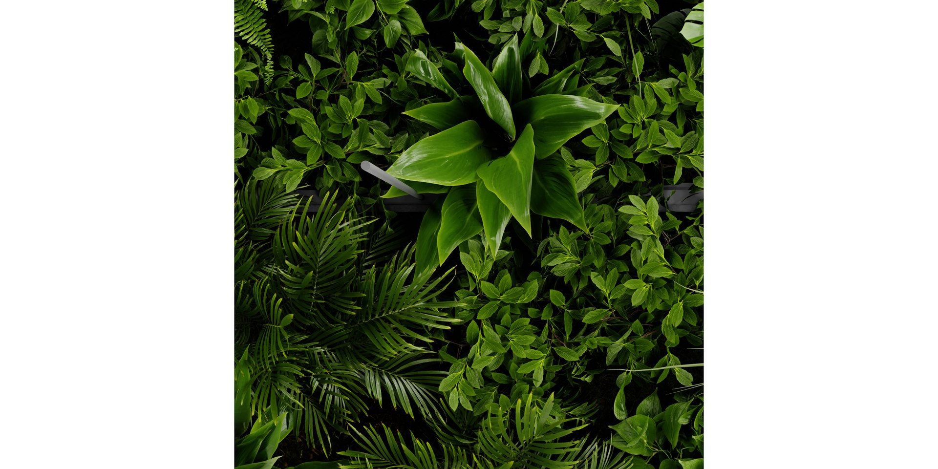 3D model Collection plant vol 411 - blender model https://p.turbosquid.com/ts-thumb/7q/VGiQNp/DA/6/jpg/1689258212/1920x1080/fit_q87/b4e2f8db1bdb5a4ca50efb530fb2ba7336e39430/6.jpg