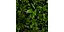 Collection plant vol 411 - blender model