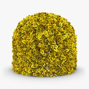 Hedge 04 (Yellow)