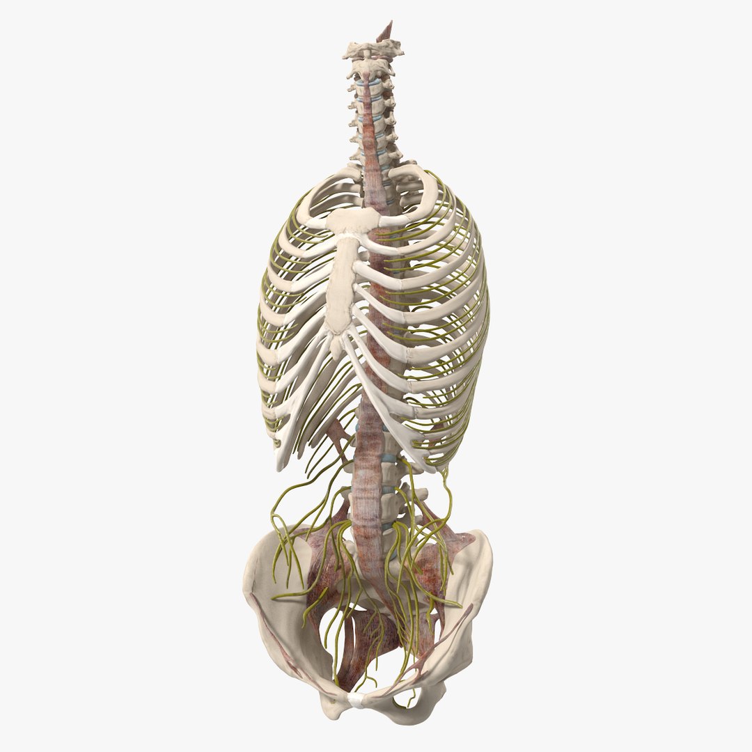 Female Spine Anatomy 3D model preview