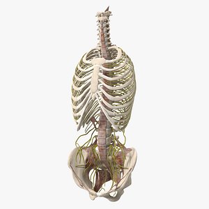 3D Female Spine Anatomy