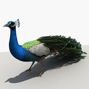 Peacock