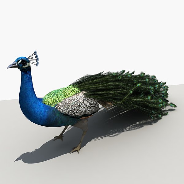 Pavão / Peacock (#SRL-011) - MTG Brasil
