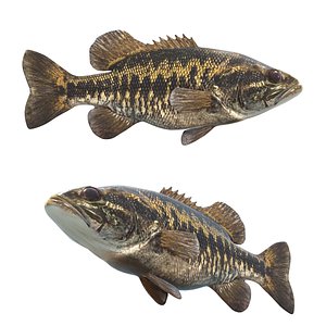 Suwannee Bass fish 3D model
