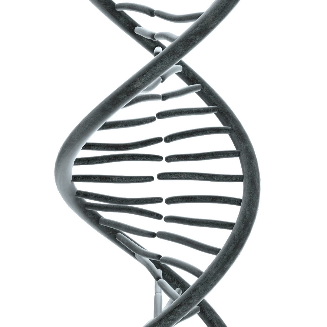 Dna 3d Model