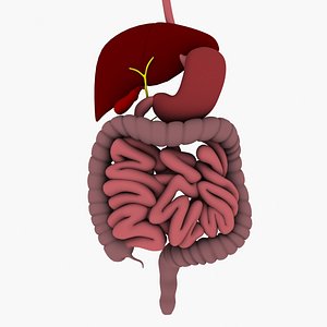 Digestive System