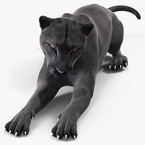 Black Panther Lying Down
