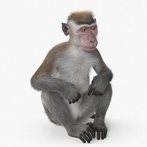 Sitting Rhesus Macaque Monkey Gray Fur for Maya