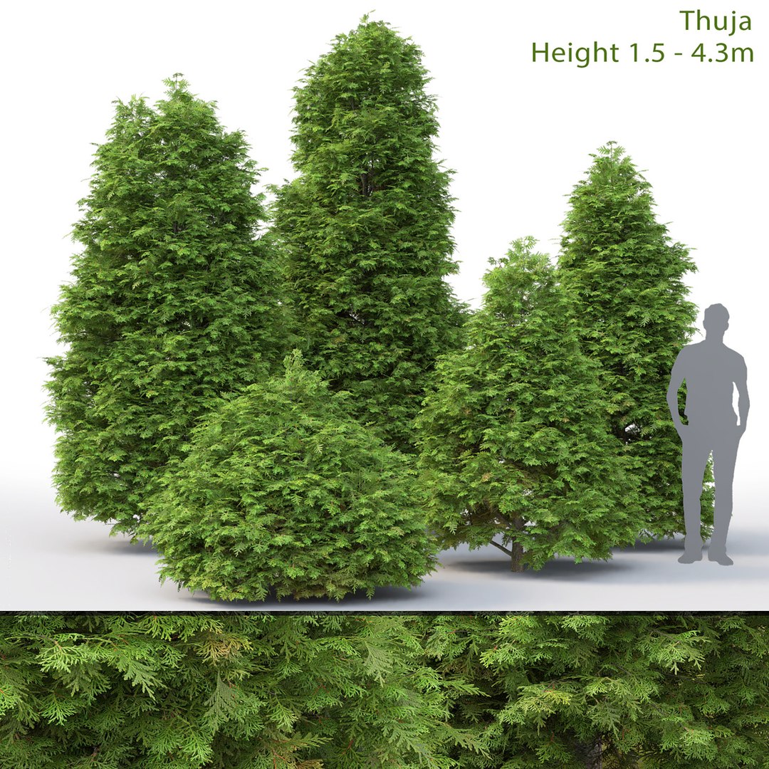 Nature Thuja Model - TurboSquid 1700806