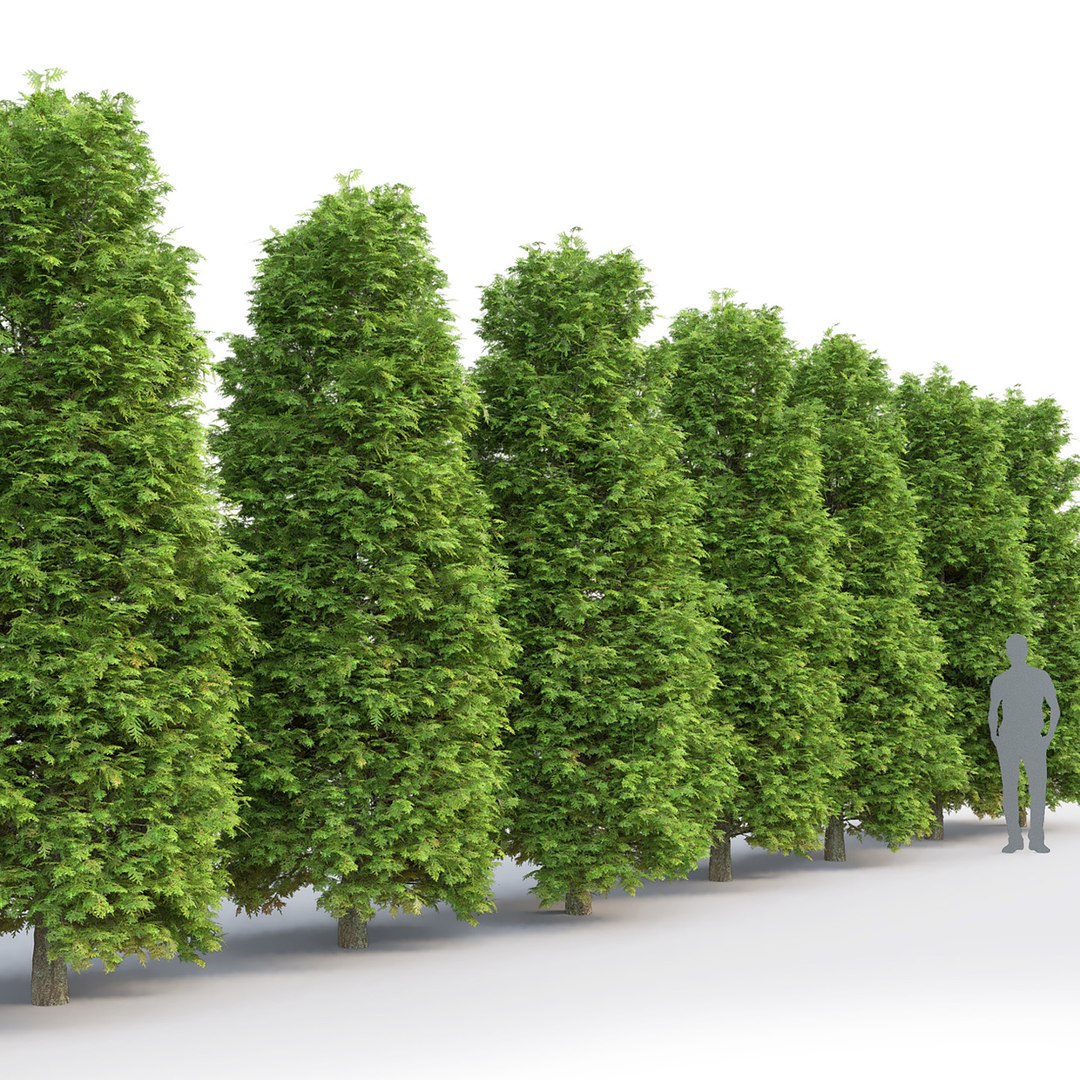 Nature Thuja Model - TurboSquid 1700806