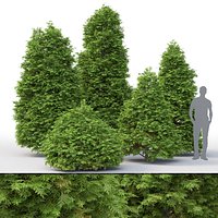 Thuja 03