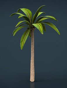 3D palm tree model