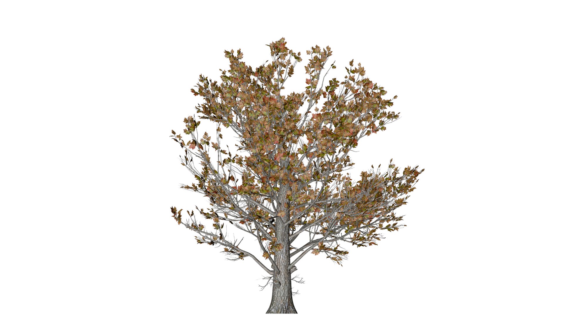 Sugar Maple Tree In Fall - 07 - 3D - TurboSquid 2377840