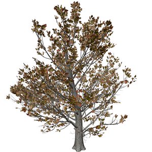 Sugar Maple Tree in Fall - 07 - 3D