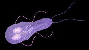 giardia obj