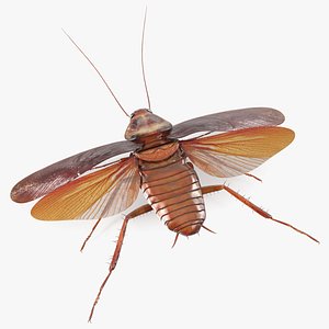 Flying Cockroach T-Pose