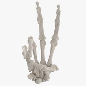 human hand bones white model