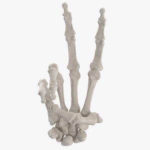 Real Human Hand Bones White Peace Sign