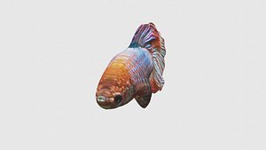 3D Low Poly Betta Fish Rigged With Realistic Texture