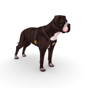 3D american bulldog harness model