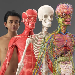 Realistic Skin Young Man with Full Body Anatomy