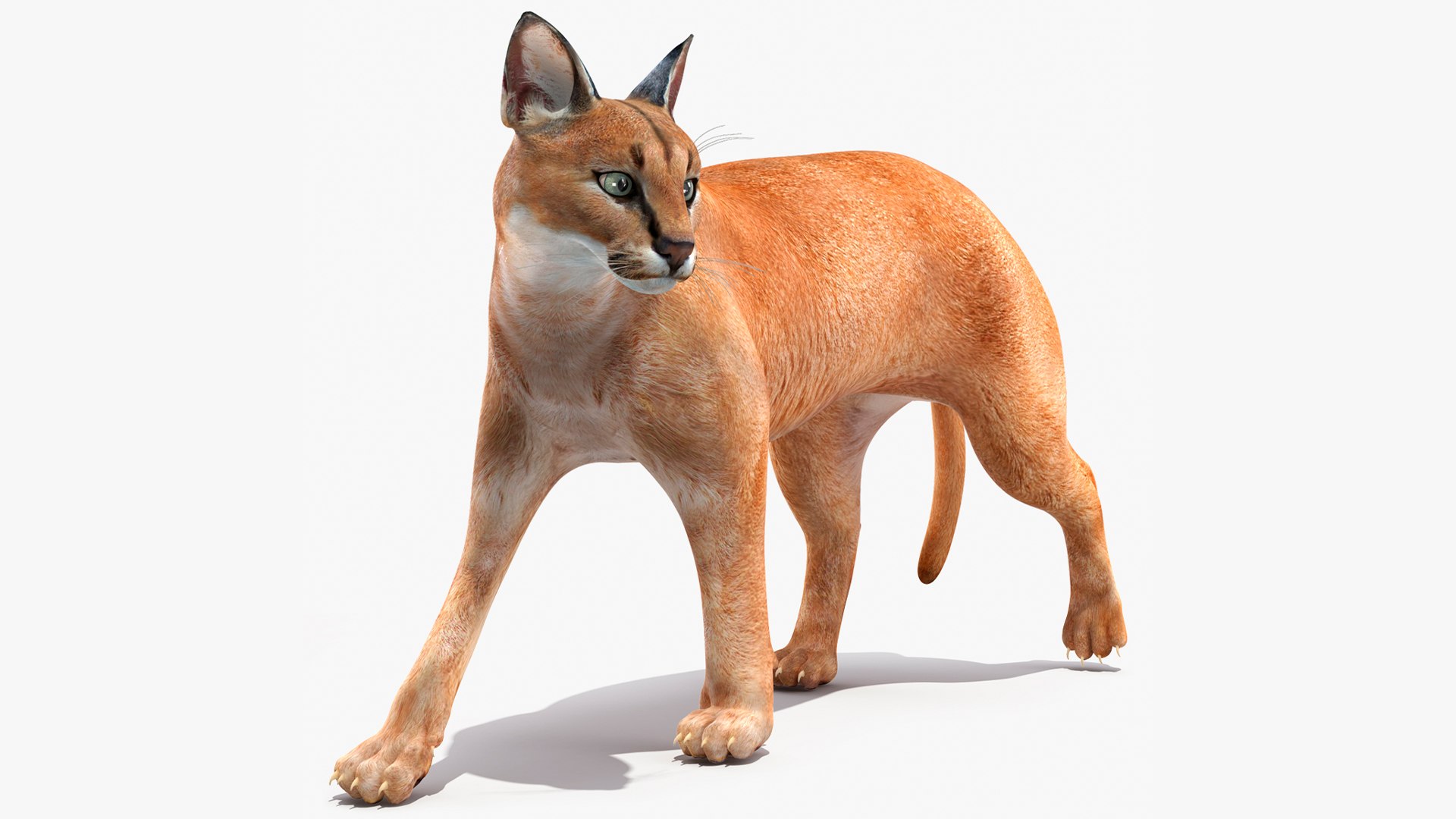 Caracal Cat Walking Pose 3D model preview