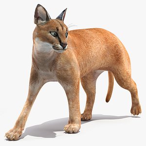 3D Caracal Cat Walking Pose model