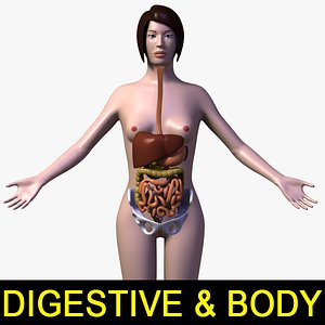 3d female body digestive systems model