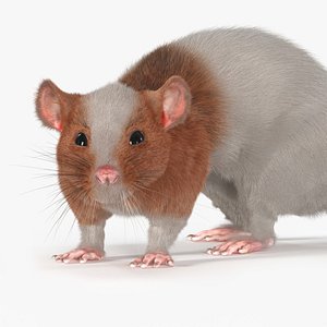 Dumbo Rat Fur