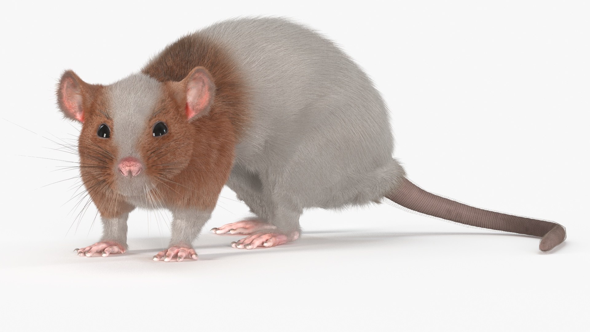 Dumbo Rat Fur 3D model preview